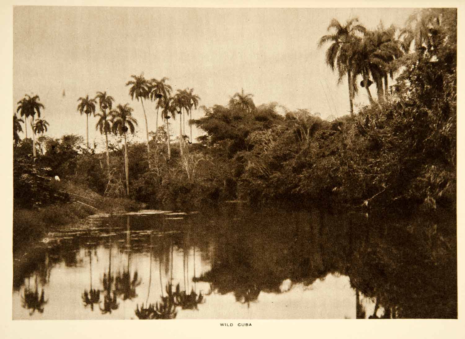 1919 Photogravure Cuba Island Caribbean Landscape Palm Trees Flora Image YTMM2