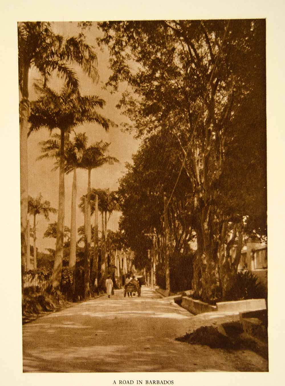1924 Photogravure Barbados Road Street Scene Lesser Antilles Caribbean YTMM4