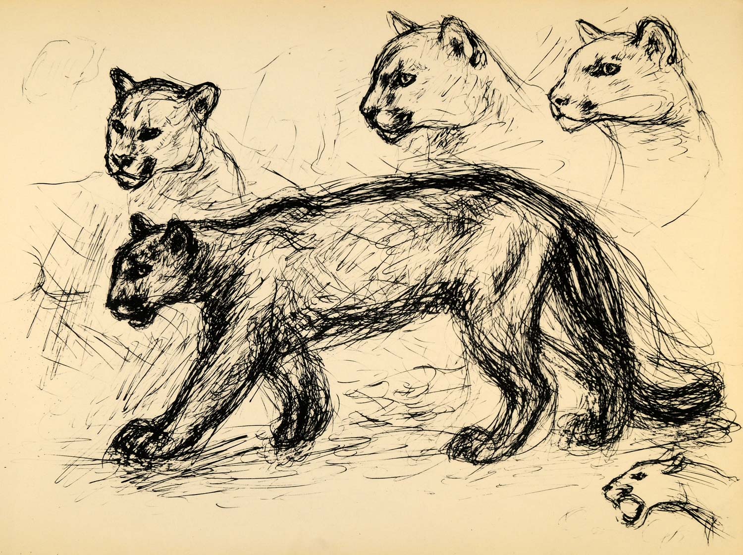 1944 Print Ernst Denzler Wildlife Pen Art Female Lion - ORIGINAL HISTORIC ZMT1