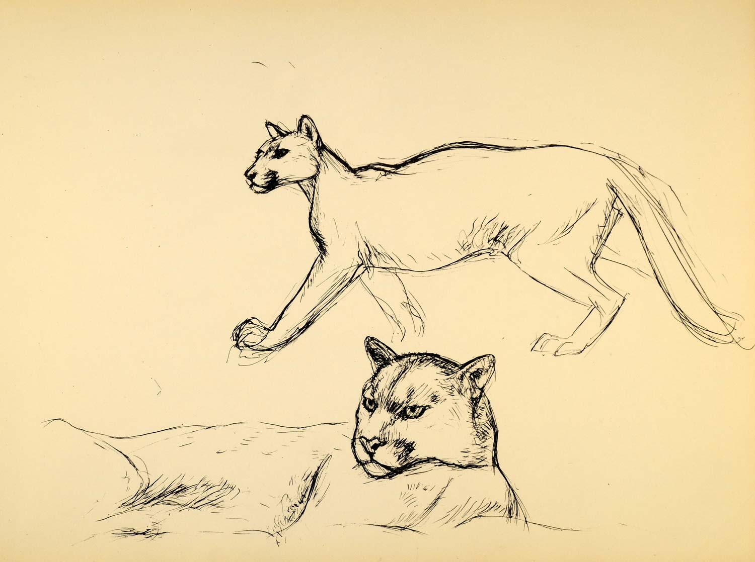 1944 Print Ernst Denzler Wildlife Pen Art Mountain Lion ORIGINAL HISTORIC ZMT1