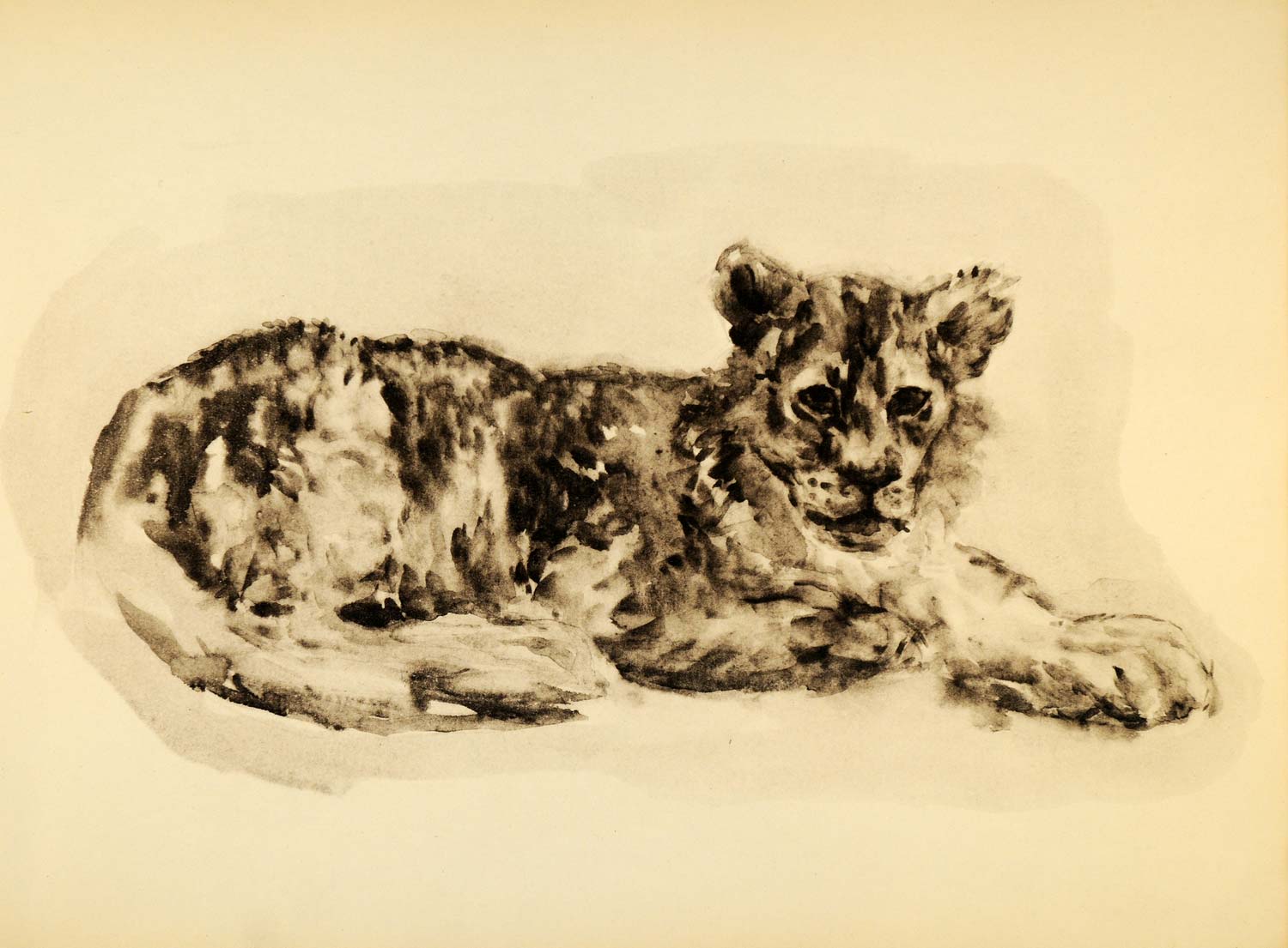 1944 Print Ernst Denzler Wildlife Spotted Leopard Cub - ORIGINAL HISTORIC ZMT1