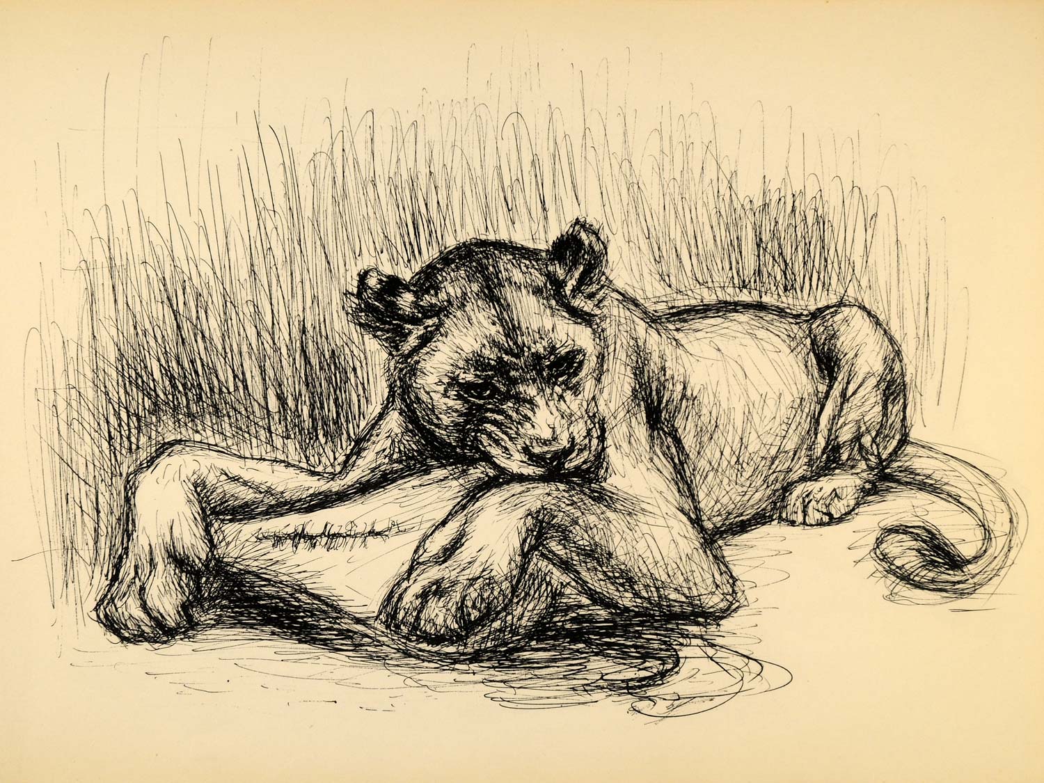 1944 Print Ernst Denzler Feline Wildlife Pen Sketch Art ORIGINAL HISTORIC ZMT1