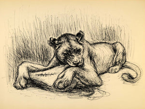 1944 Print Ernst Denzler Feline Wildlife Pen Sketch Art ORIGINAL HISTORIC ZMT1