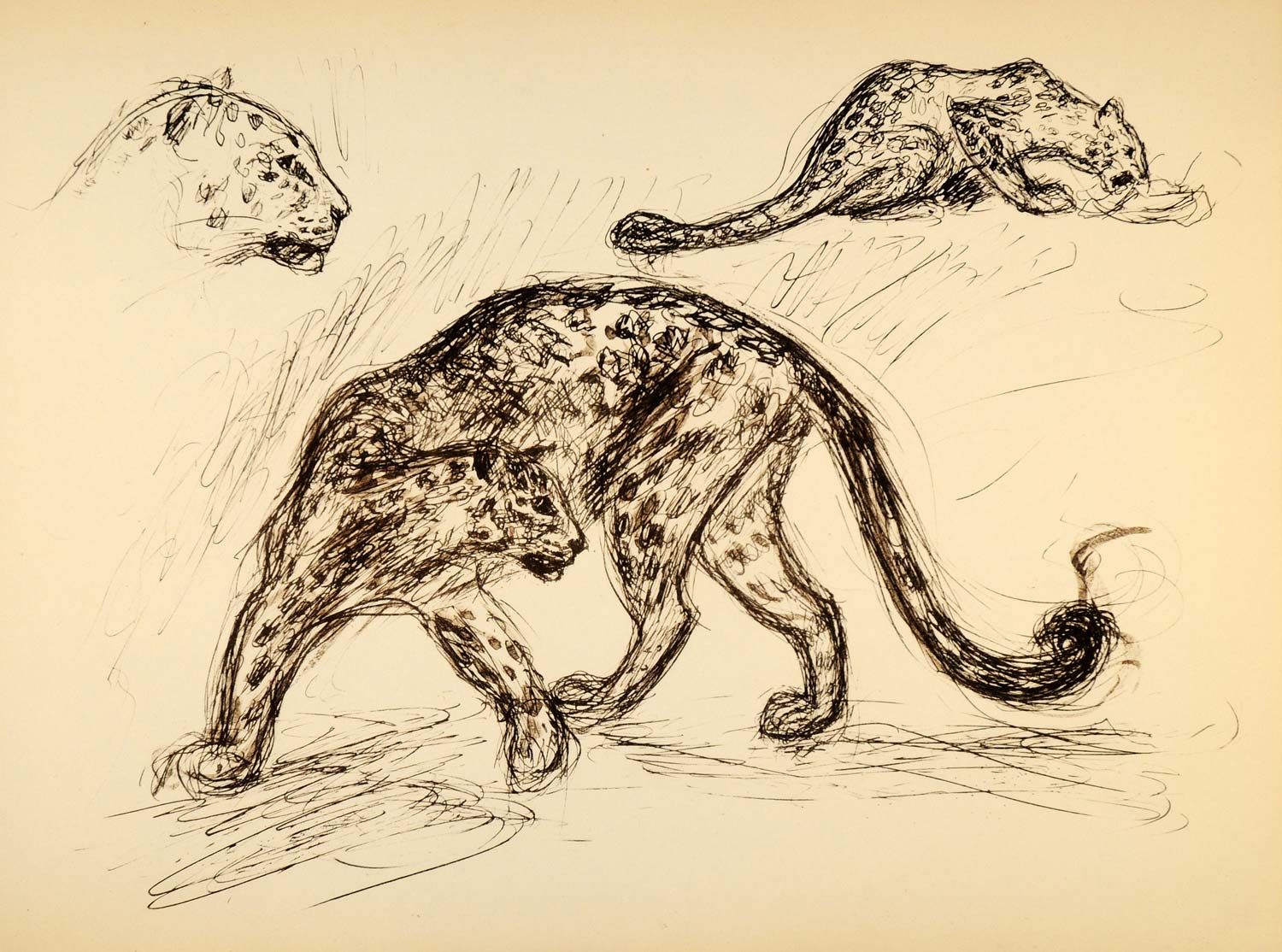 1944 Print Cheetah Spotted Leopard Ernst Denzler Art - ORIGINAL HISTORIC ZMT1