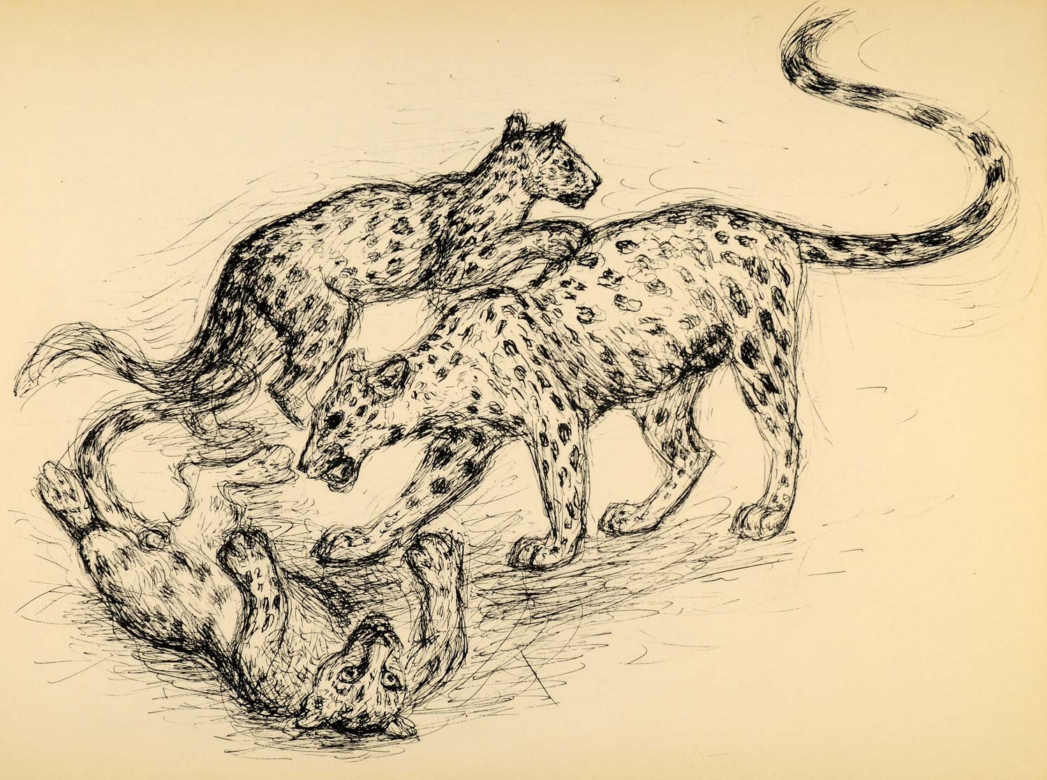 1944 Print Ernst Denzler Wildlife Spotted Leopards Art ORIGINAL HISTORIC ZMT1