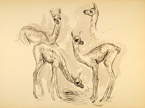 1944 Print Ernst Denzler Wildlife Art Charcoal Lama - ORIGINAL HISTORIC ZMT1