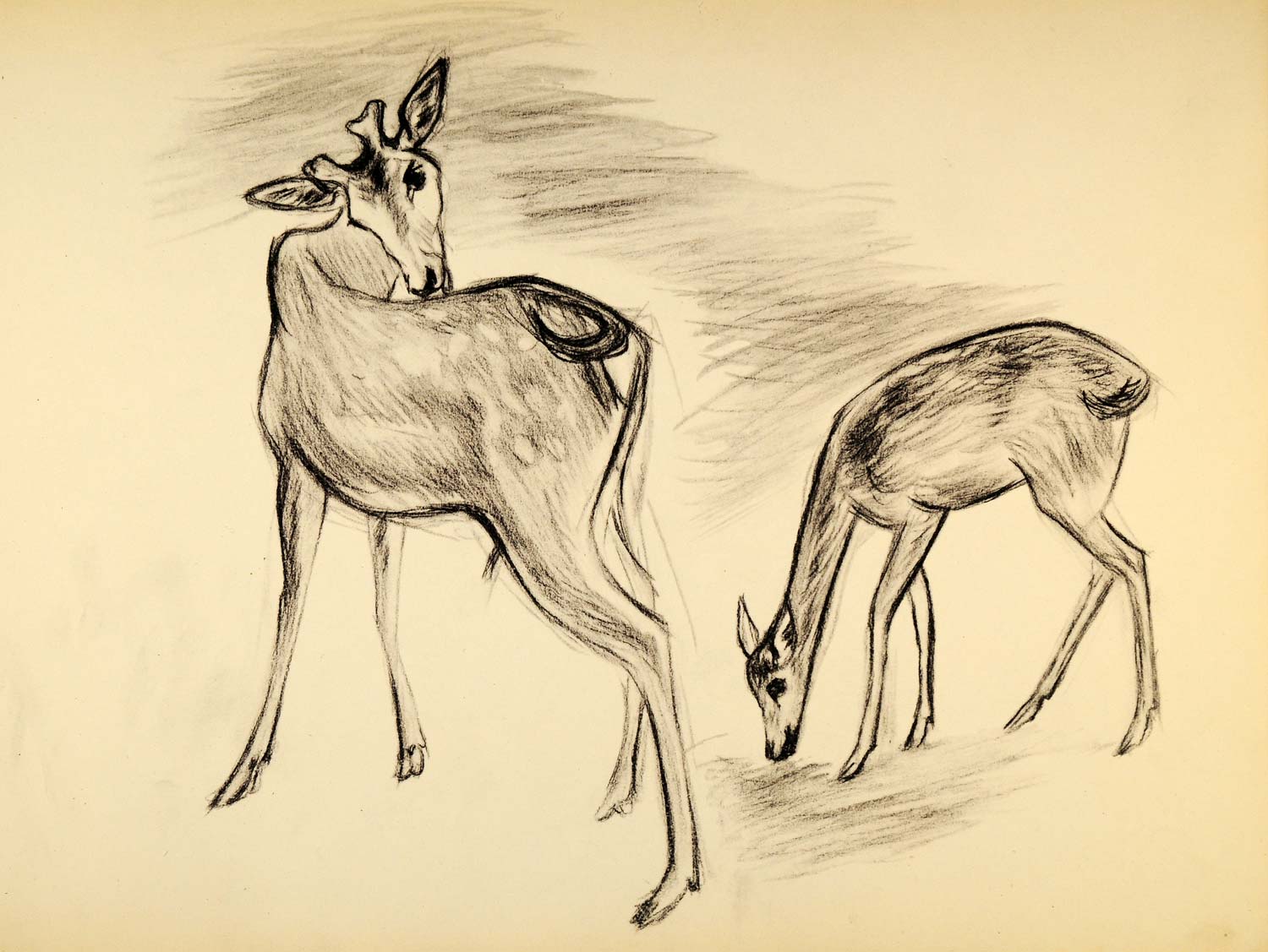 1944 Print Wildlife Art Charcoal Ernst Denzler Deer Doe ORIGINAL HISTORIC ZMT1