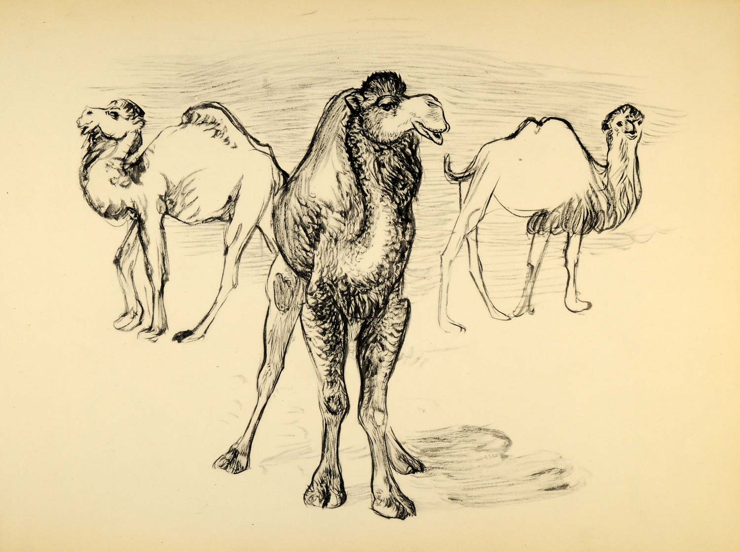 1944 Print Wildlife Ernst Denzler Art Camels Charcoal - ORIGINAL HISTORIC ZMT1