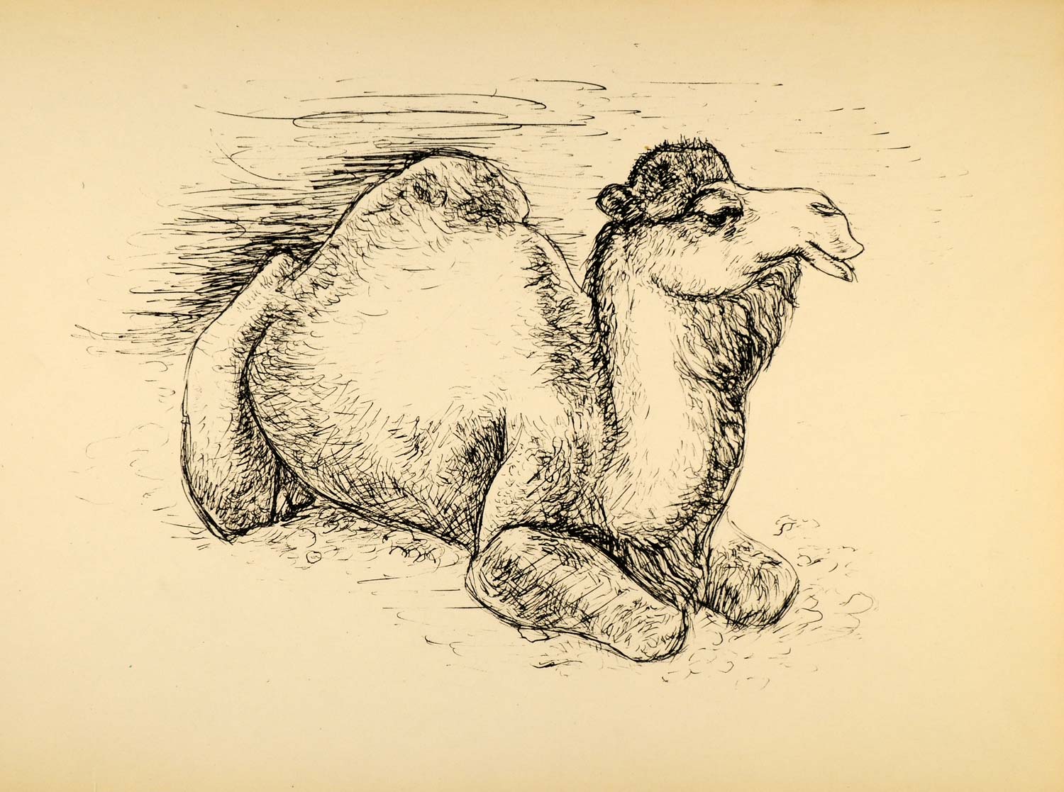 1944 Print Pen Sketch Wildlife Art Camel Ernst Denzler ORIGINAL HISTORIC ZMT1