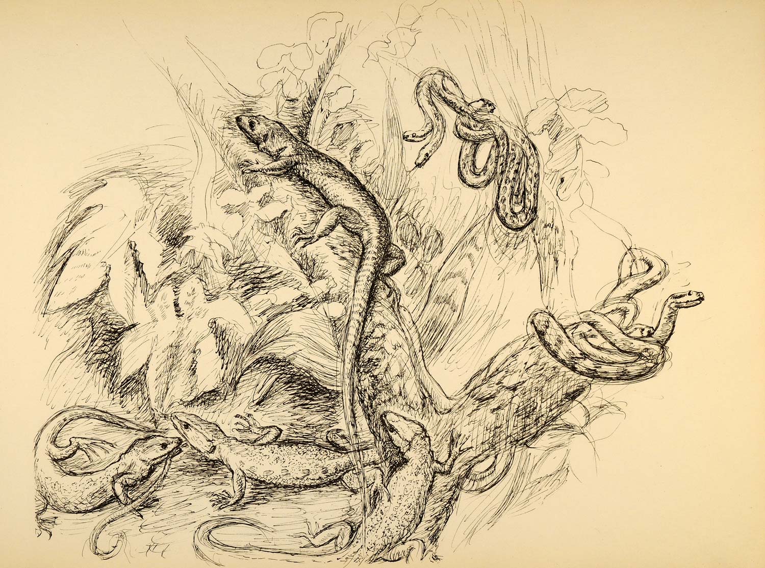 1944 Print Wildlife Art Ernst Denzler Reptiles Snakes - ORIGINAL HISTORIC ZMT1