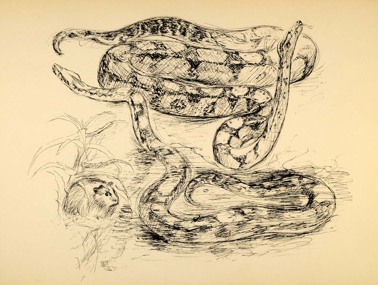 1944 Print Wildlife Pen Art Ernst Denzler Snakes Mouse ORIGINAL HISTORIC ZMT1