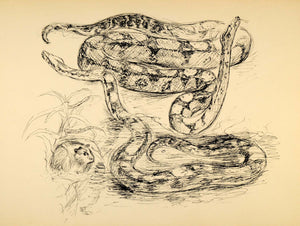 1944 Print Wildlife Pen Art Ernst Denzler Snakes Mouse ORIGINAL HISTORIC ZMT1