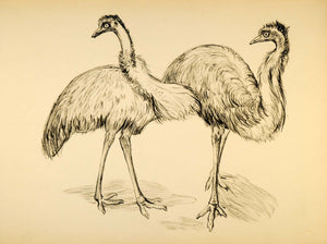 1944 Print Ernst Denzler Wildlife Charcoal Ostriches - ORIGINAL HISTORIC ZMT1