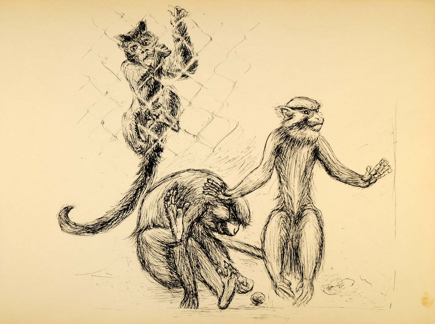1944 Print Ernst Denzler Wildlife Pen Art Monkeys Play ORIGINAL HISTORIC ZMT1