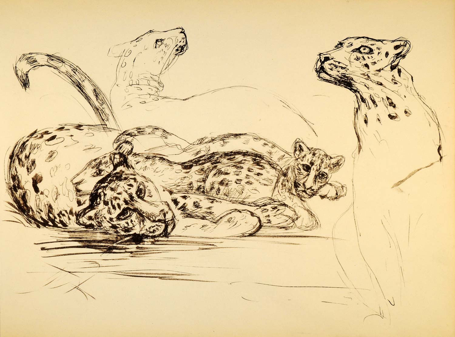 1944 Print Art Ernst Denzler Spotted Leopard Historic Wildlife Sketch Study ZMT1