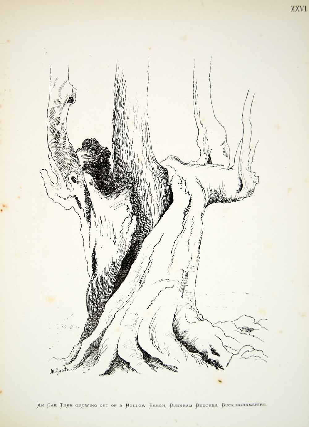 1883 Lithograph WR Goate Art Oak Tree Burnham Beeches Woodland England UK ZZ20